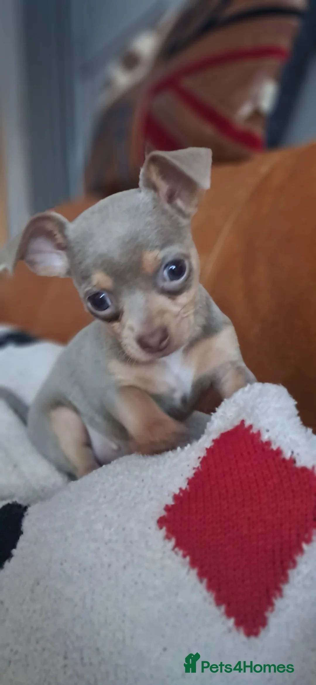 Mixed Breed dogs for sale: Beautiful Babies  - Advert 23