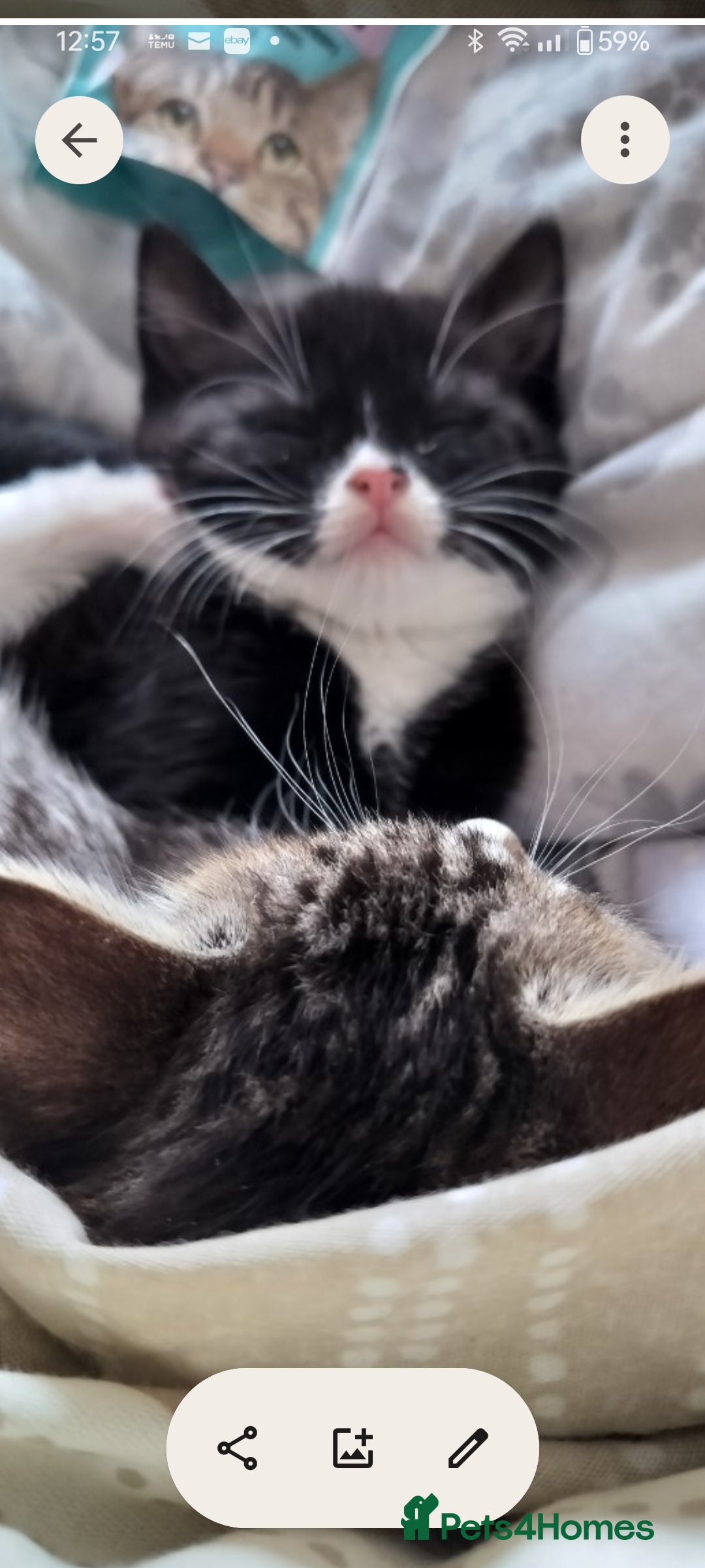 Mixed Breed cats for sale: Soft fluffy bundle of joy loving black and white - Advert 3