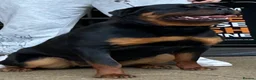Rottweiler dogs for sale: TRAINED ROTTWEILER FEMALE 2yrs old - Advert 6