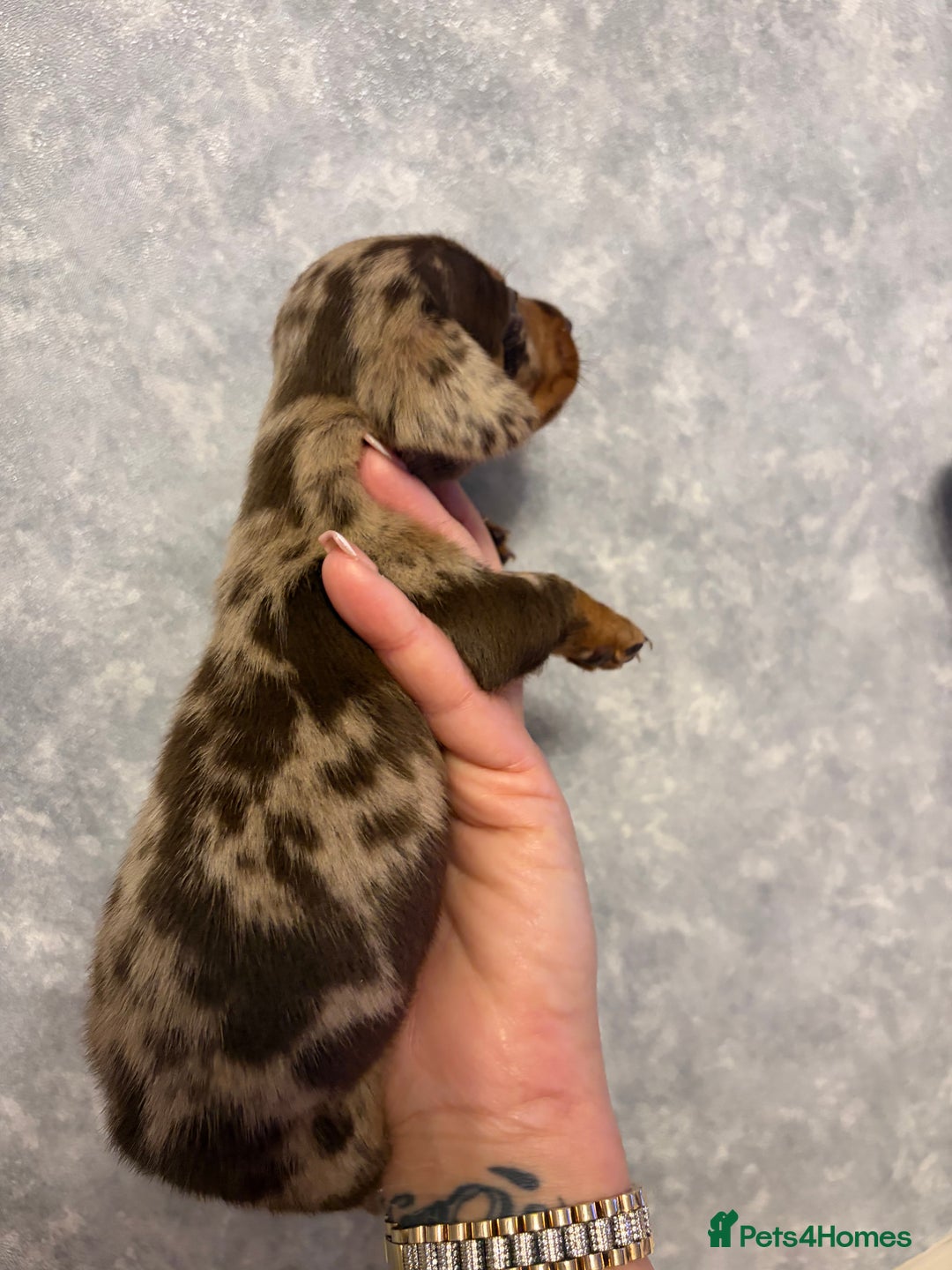 Dachshund dogs for sale: Miniature dachshund pups - Advert 10