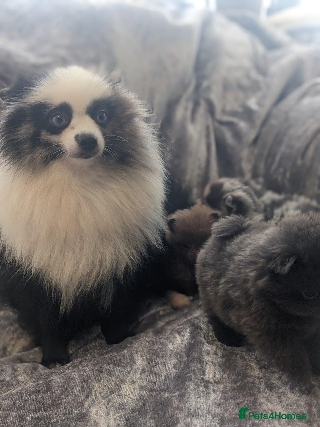 Pomeranian dogs for sale: Pomeranian puppies mixed colours  - Image 20