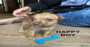 Mixed Breed dogs - Advert 7