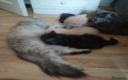 Mixed Breed cats for sale: British long hair cross Ragdoll  - Image 13