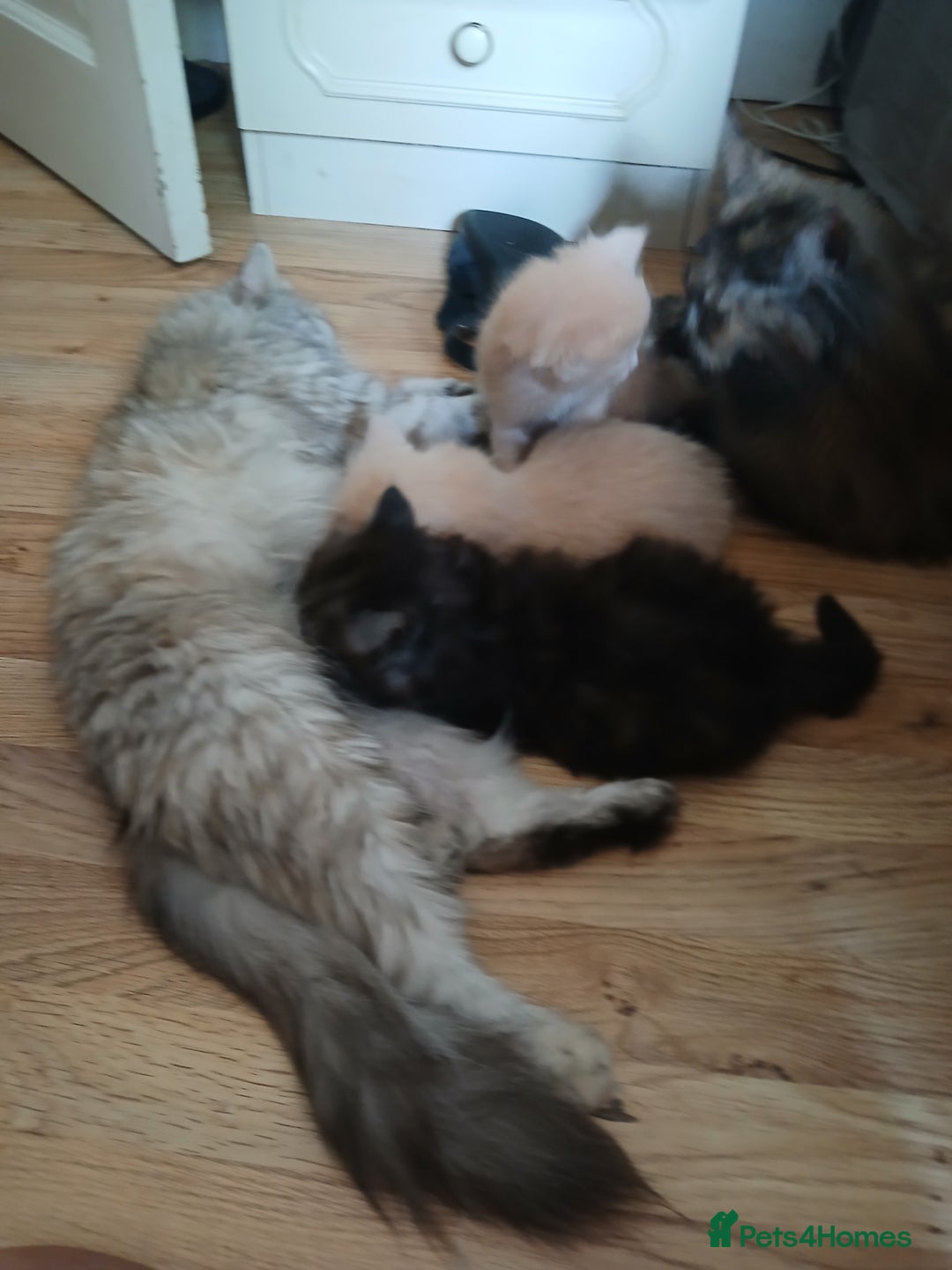 Mixed Breed cats for sale: British long hair cross Ragdoll  - Image 13
