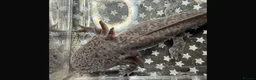 Axolotl reptiles for sale: Axanthic Melanistic Axoltol in Barrow-in-Furness - Advert 10