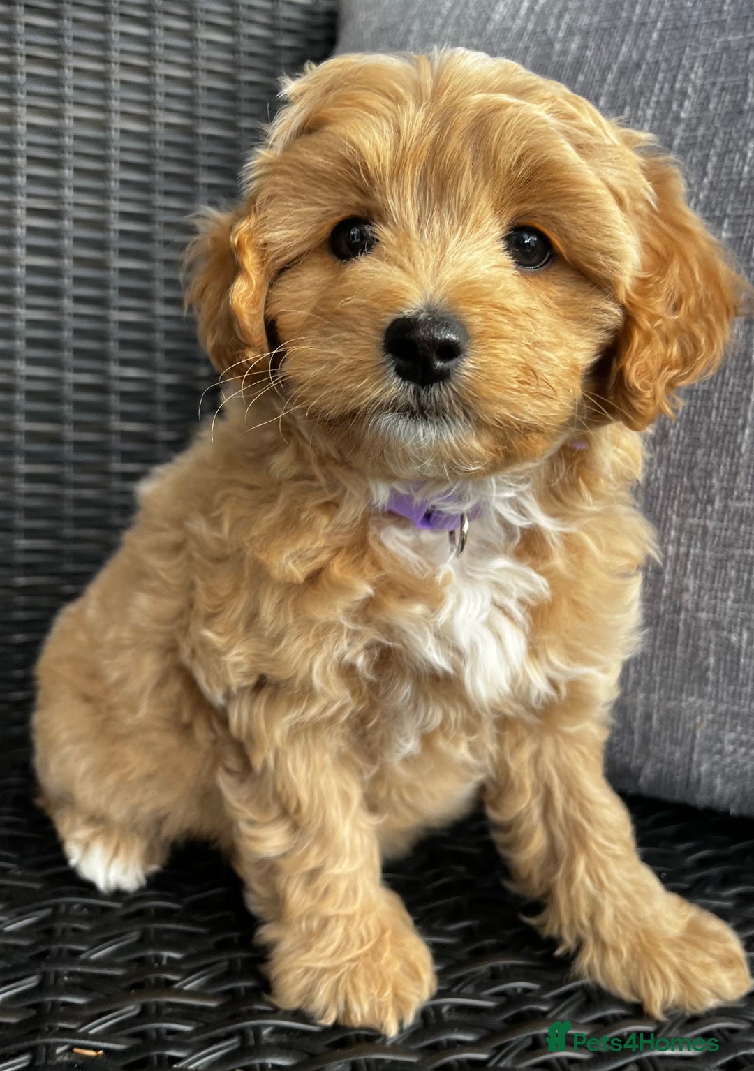 Maltipoo dogs for sale: Gorgeous apricot maltipoo - Image 14