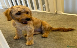 Cavapoo dogs for stud: Health tested cavapoo stud - Image 3