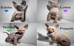 Devon Rex cats for sale: Ready now GCCF outstanding Devon Rex kittens  - Image 8