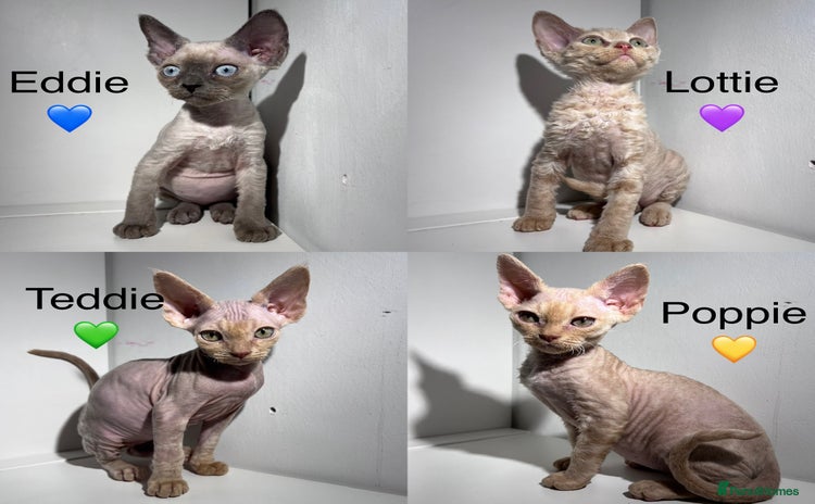 Devon Rex cats - Advert 5