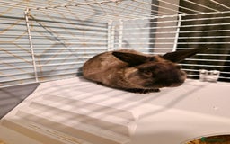 Mixed Breed rabbits for sale: Rabbit - Image 1