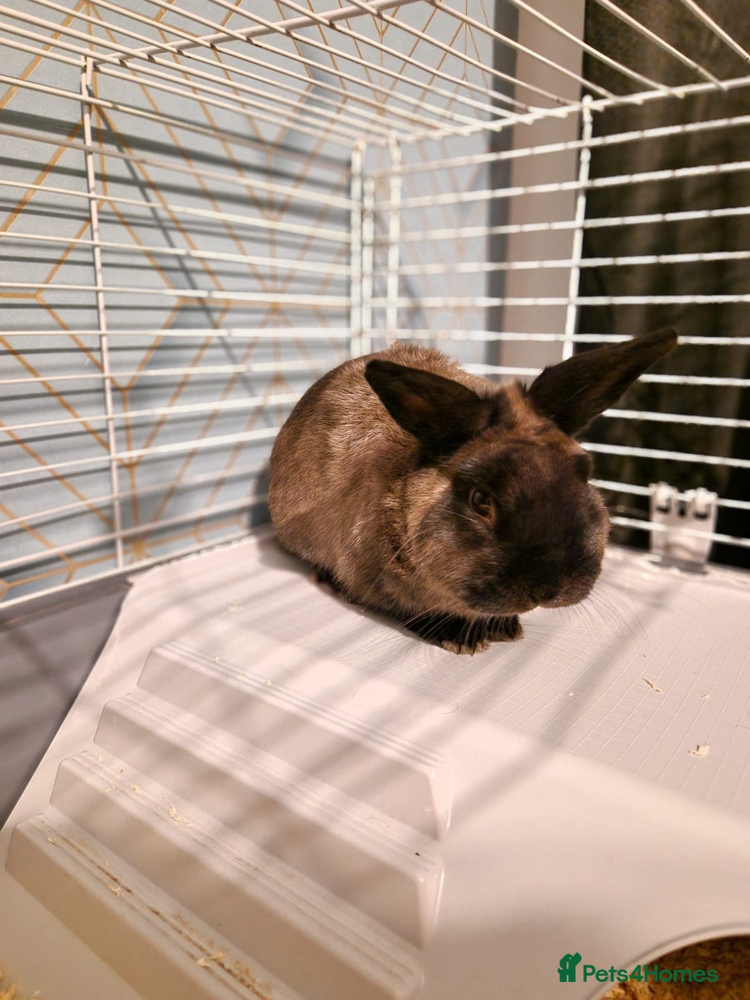 Mixed Breed rabbits for sale: Rabbit - Image 1