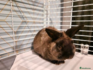 Mixed Breed rabbits for sale - Advert 1