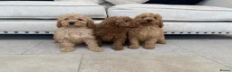 Labradoodle dogs for sale: Stunning miniature multigen labradoodle puppies - Advert 14