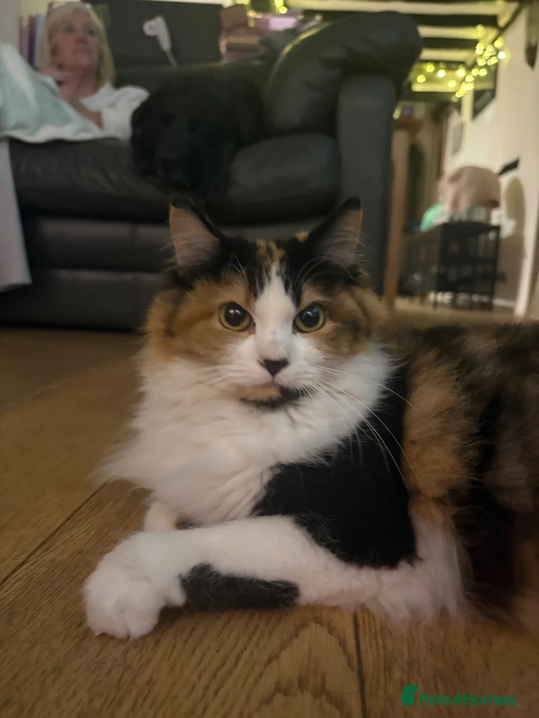 Mixed Breed cats for sale: Mixed breed fluffy kittens in Aylesbury - Advert 2
