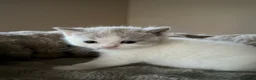 British Shorthair cats for sale: Pedigree British Shorthair - Show Champion Lines - Advert 23