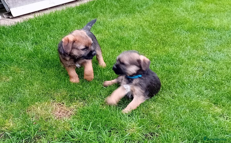Border Terrier dogs - Advert 4