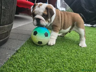 English Bulldog dogs 🐾 Ready next week red/white bulldog pups 🐶 - Advert 4