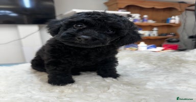 Miniature Poodle dogs - Advert 3