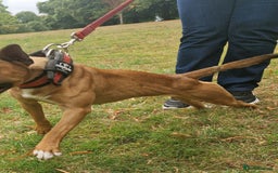 English Bull Terrier dogs for sale: English bull terrier ingles lines - Image 5