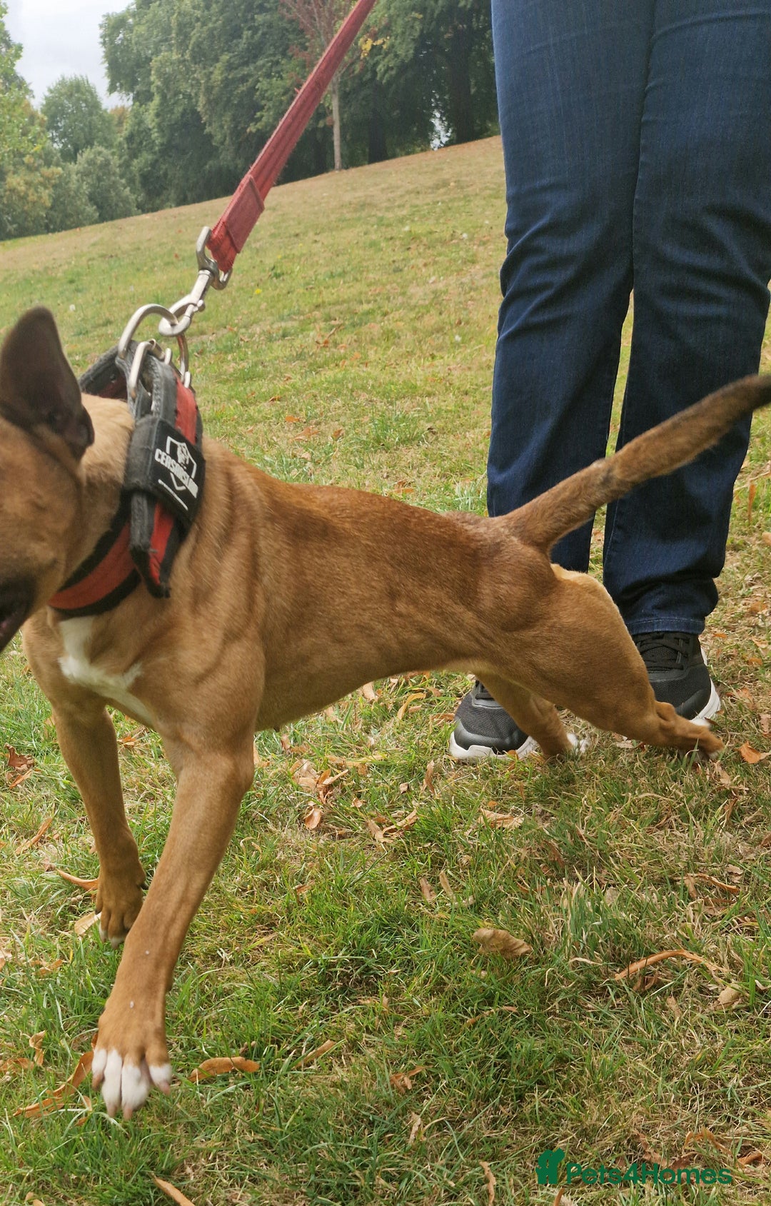 English Bull Terrier dogs for sale: English bull terrier ingles lines - Image 5