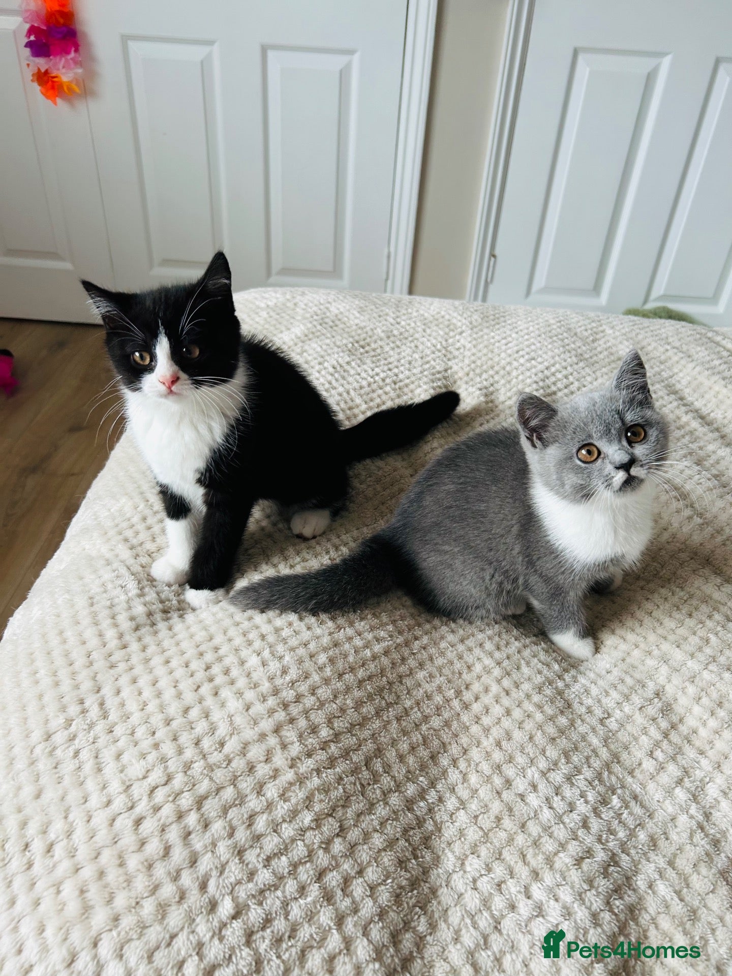 British Shorthair cats 💥READY NOW 💥 LAST 2 BSH KITTENS - Advert 1
