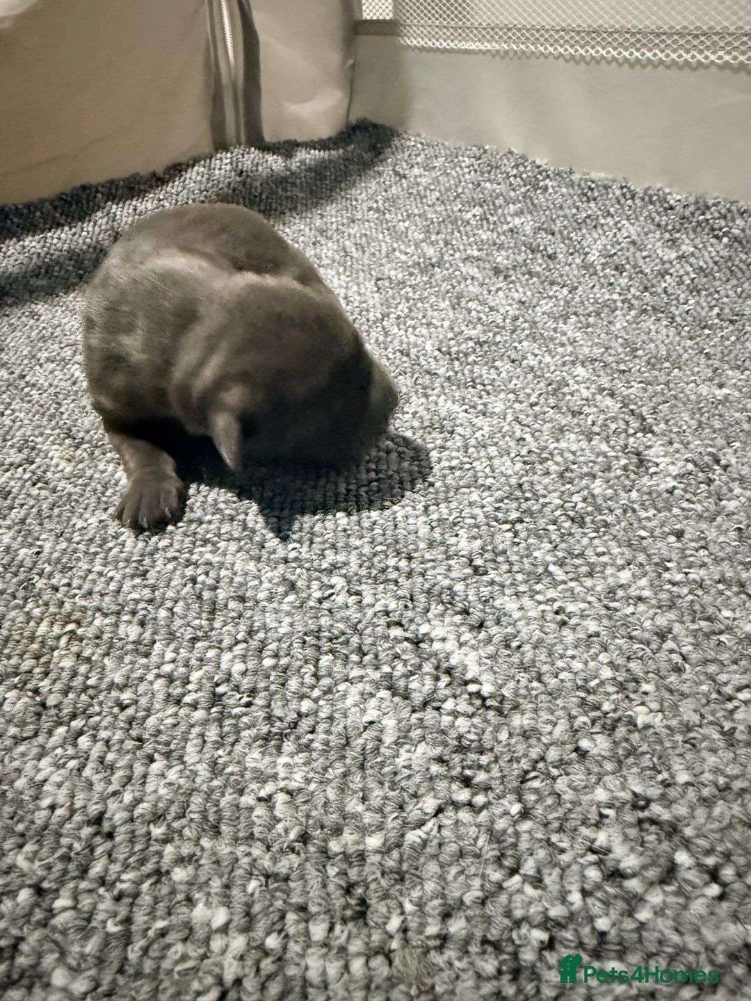 Mixed Breed dogs for sale: Beautiful cocker-Pei puppies - Advert 4