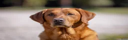 Labrador Retriever dogs for stud: Fox Red Labrador Stud - Jackson  - Advert 12