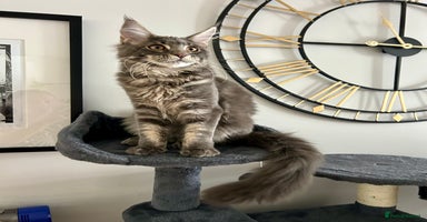 Maine Coon cats - Advert 4