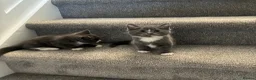 British Longhair cats for sale: 5 stunning kittens  - Advert 11