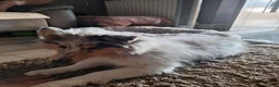 Rough Collie dogs for sale: Rough Collie, Blue Merle, 13 months old. - Advert 5