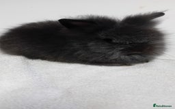 Lionhead rabbits for sale: Pure bred lionhead rabbits  - Image 9