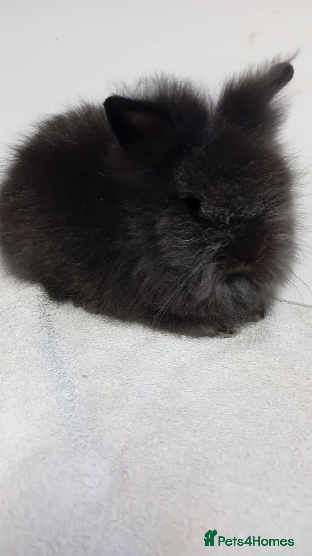 Lionhead rabbits for sale: Pure bred lionhead rabbits  - Image 9