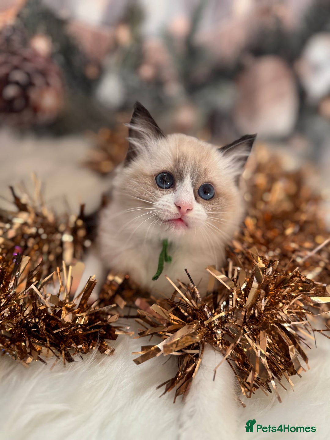 Ragdoll cats for sale: 🏆 gccf ragdoll grand champion kittens 🏆 - Advert 20