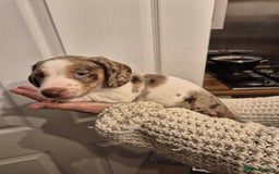 Miniature Dachshund dogs for sale: miniature daschund from £1200 - £1000 - Image 8