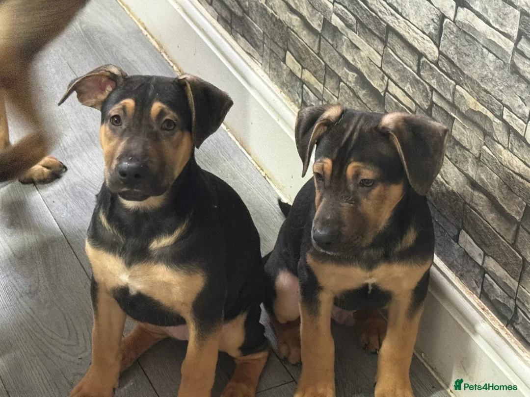 Mixed Breed dogs for sale: German shepherd x American bulldog - Advert 4