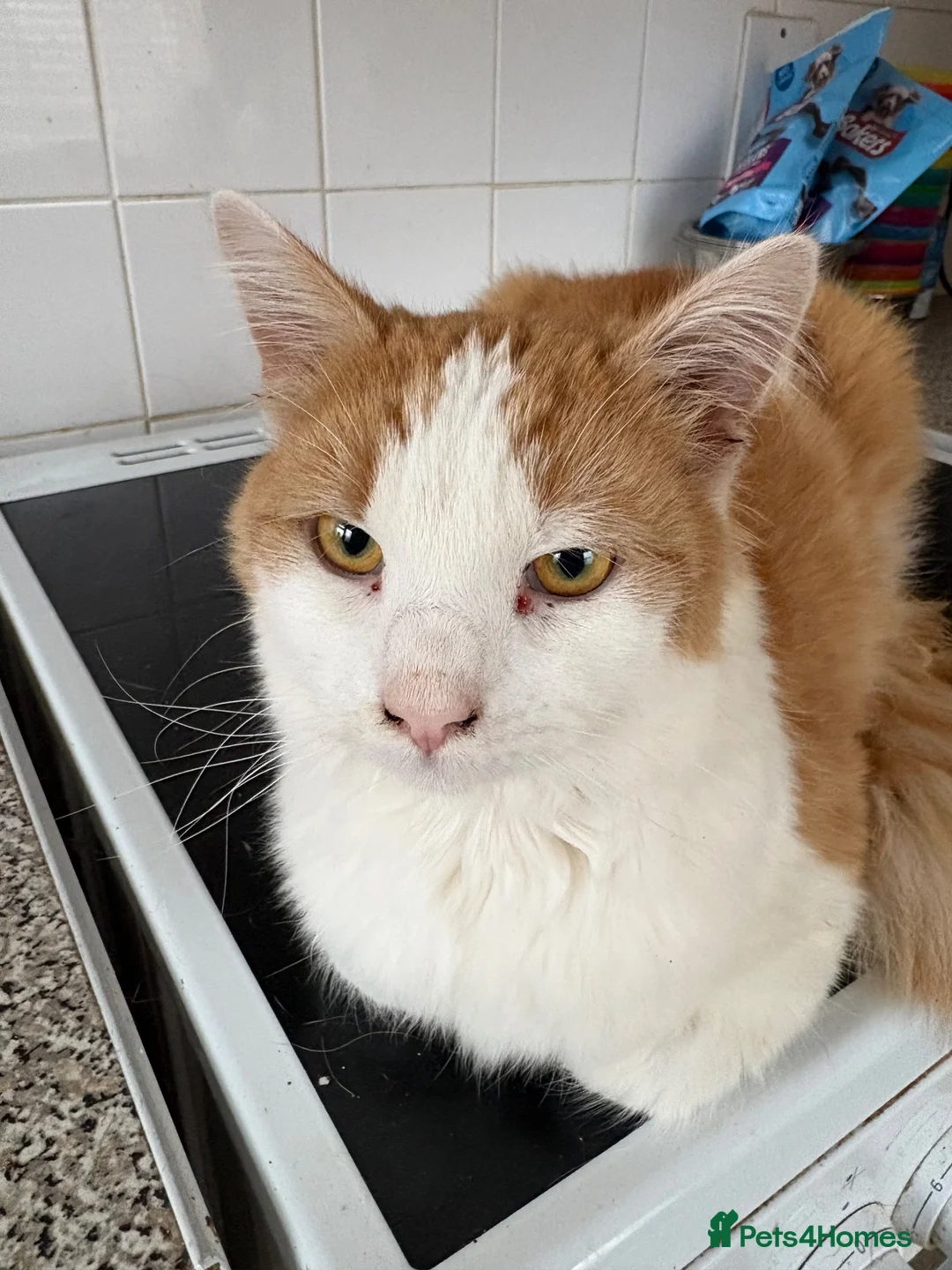Mixed Breed cats for sale: Beautiful Babies  in Ongar - Advert 4