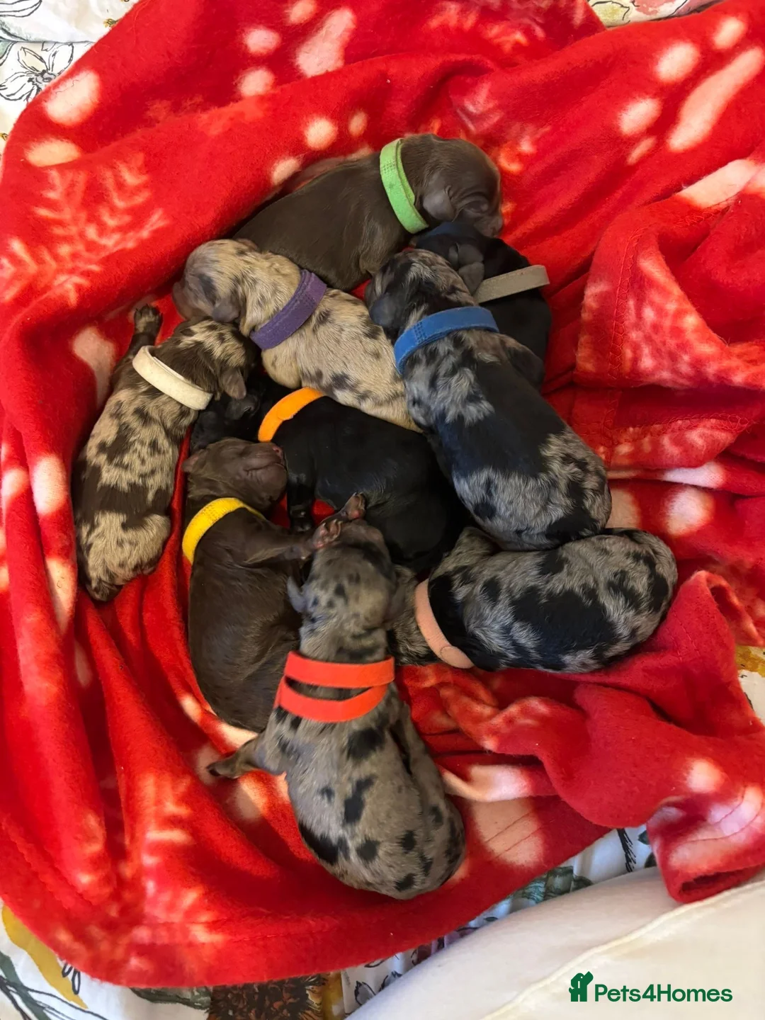 Cockapoo dogs for sale: Cockapoo rainbow litter - Advert 1