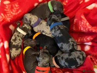 Cockapoo dogs Cockapoo rainbow litter - Advert 1