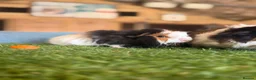 Guinea Pig rodents for sale: 2 male guinea pigs - Advert 5