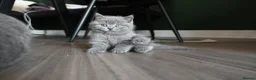 British Shorthair cats for sale: 3 Stunning Pure Breed British Shorthairs in Broadstone - Advert 5