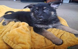 German Shepherd dogs for sale: BEAUTIFUL GERMAN SHEPHERD PUPS READY NOW - Image 1