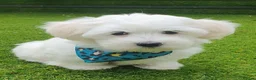 Maltese dogs for sale: 🌟KC Registered Maltese Puppy One Boy available - Advert 6