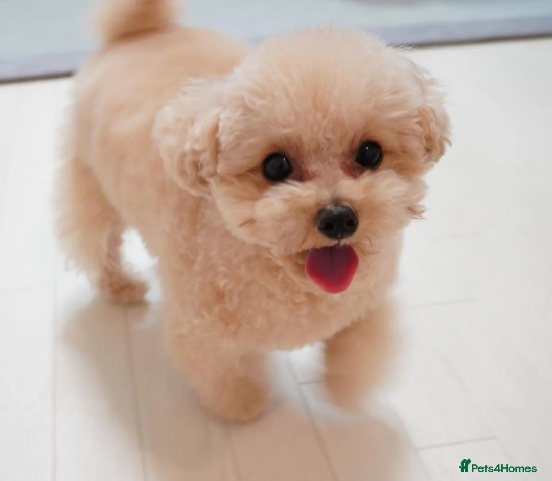 Toy Poodle dogs for sale: Cute Apricot Toy Poodle Puppy - Advert 5