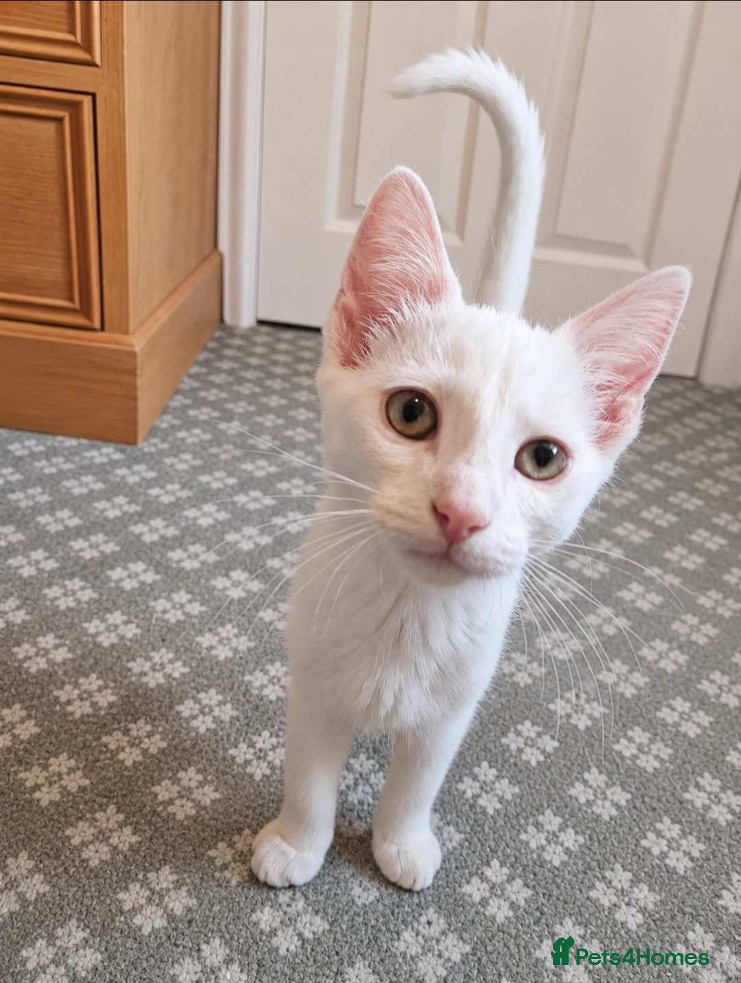 Mixed Breed cats ❤️🐱 PEARL – THE LITTLE 3 MONTH OLD SNOWFLAKE  - Advert 5