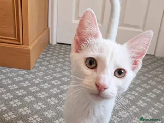 Mixed Breed cats ❤️🐱 PEARL – THE LITTLE 3 MONTH OLD SNOWFLAKE - Advert 5