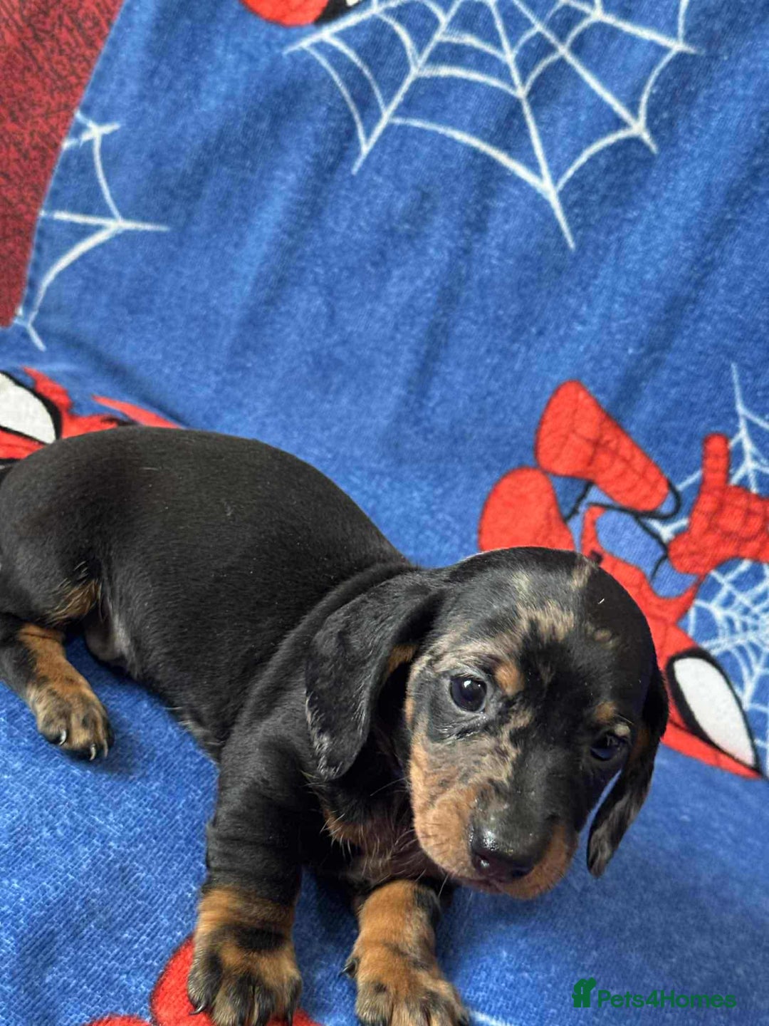 Miniature Dachshund dogs for sale: Miniature dachshund  - Advert 35