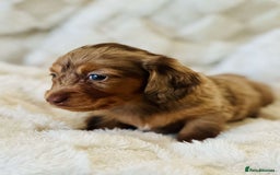 Miniature Dachshund dogs for sale: Long haired dachshund  - Image 17