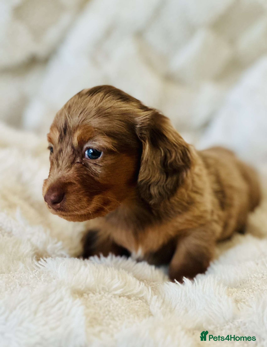 Miniature Dachshund dogs for sale: Long haired dachshund  - Image 17