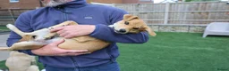 Mixed Breed dogs for adoption: Trudy - Advert 11