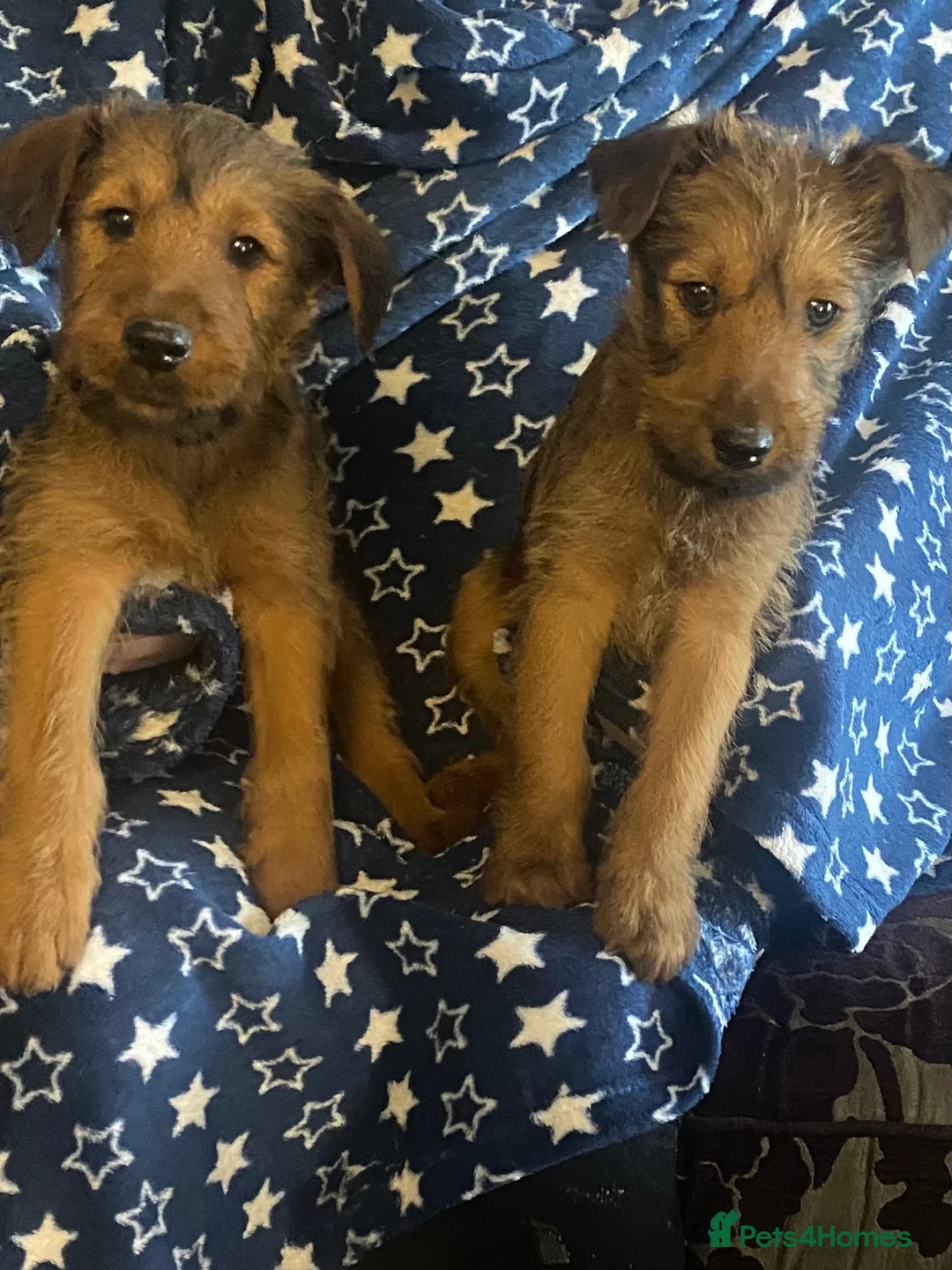 Irish Terrier dogs for sale: Irish terrier puppies for sale  - Advert 9